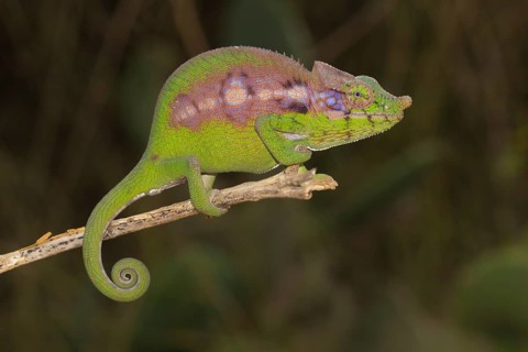 Antimena chameleon