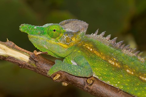 Antimena chameleon