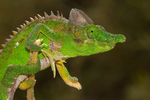Antimena chameleon