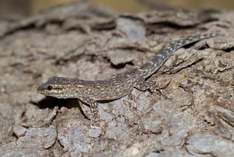 Madagascar Clawless Gecko