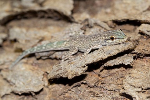 Madagascar Clawless Gecko