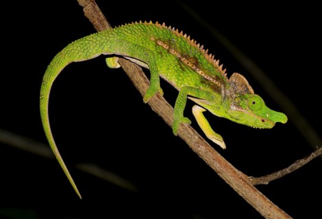 Antimena chameleon