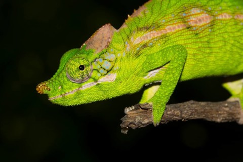 Antimena chameleon