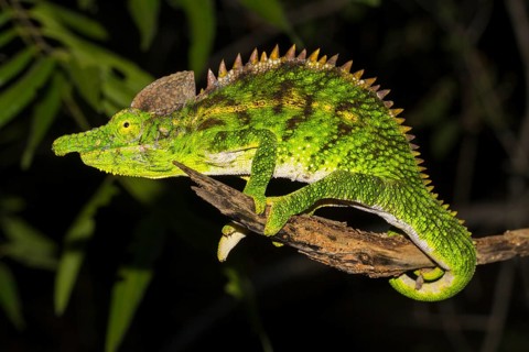 Antimena chameleon