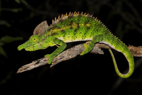 Antimena chameleon