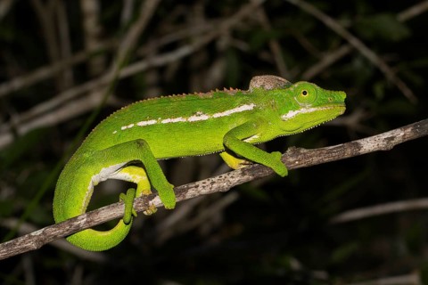 Belalanda chameleon
