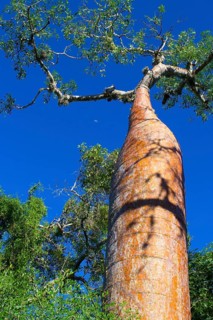 Fony Baobab