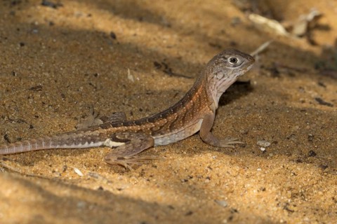 Chalarodon lizard