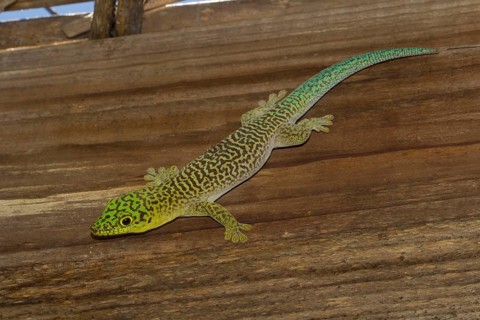 Standing's day gecko
