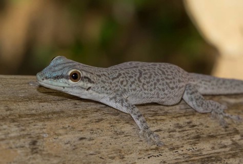 Phelsuma modesta leiogaster