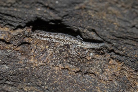 Madagascar Clawless Gecko