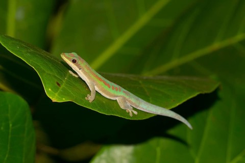 Day gecko