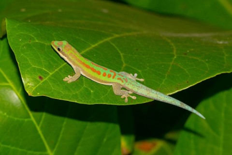 Phelsuma modesta leiogaster