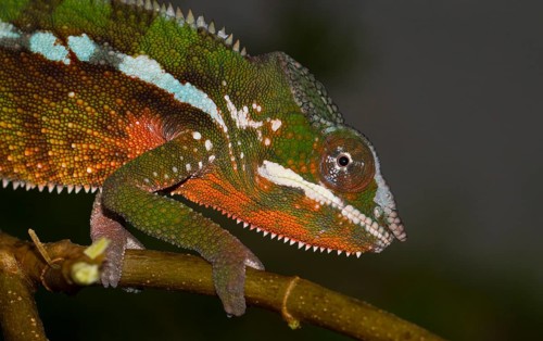 Panther chameleon