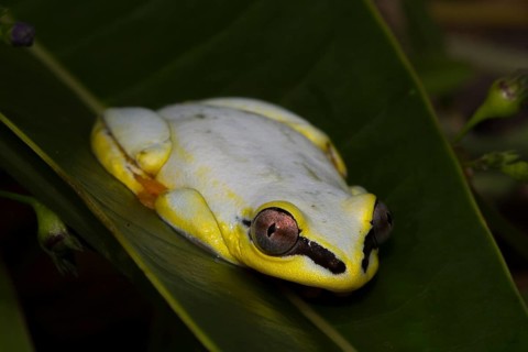 Madagascar Reed Frog