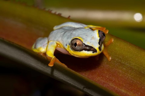 Madagascar Reed Frog