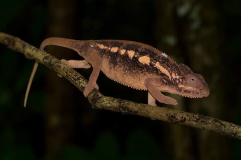 Panther chameleon