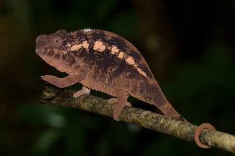 Panther chameleon