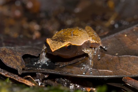 Narrow mouthed frog