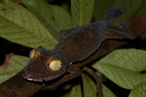 Mossy leaf-tailed gecko