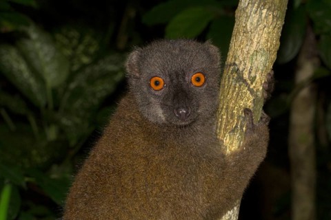 White-headed lemur