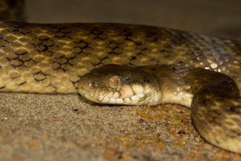 Madagascar night snake