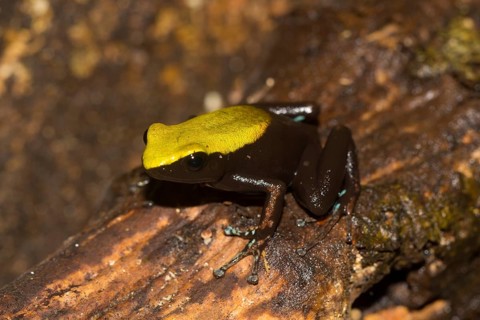 Climbing mantella
