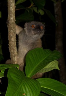 White-headed lemur
