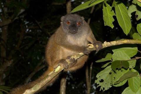 White-headed lemur