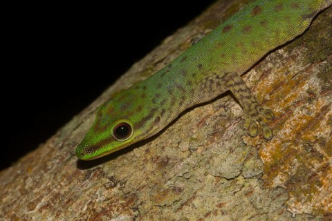 Speckled day gecko