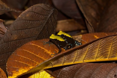 Climbing mantella