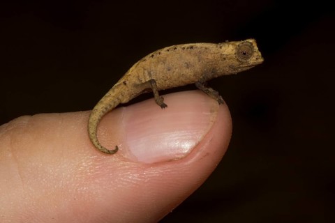 Peyrieras' pygmy chameleon
