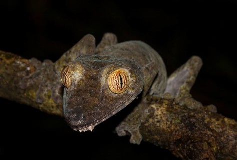 Giant leaf-tailed gecko