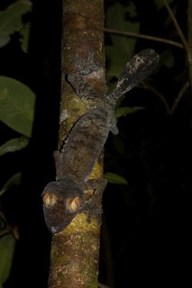 Mossy leaf-tailed gecko
