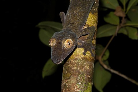 Mossy leaf-tailed gecko