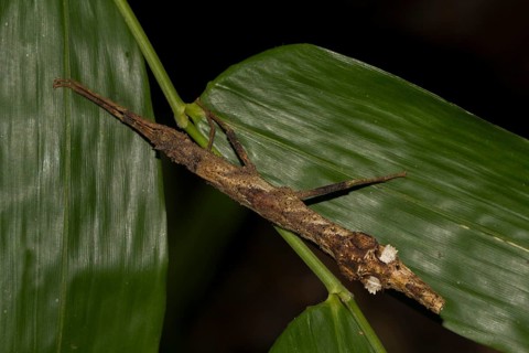 Stick insect