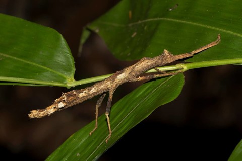 Stick insect