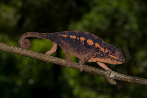 Panther chameleon