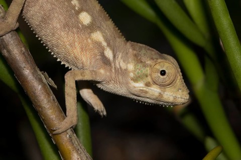 Panther chameleon