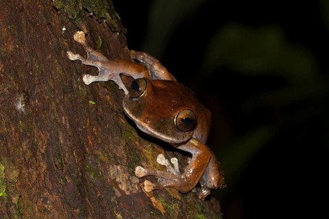 Madagascar Bright-eyed Frog