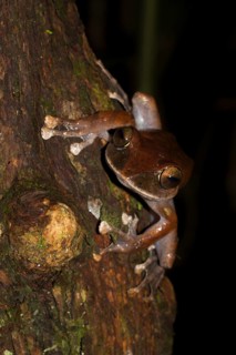 Madagascar Bright-eyed Frog