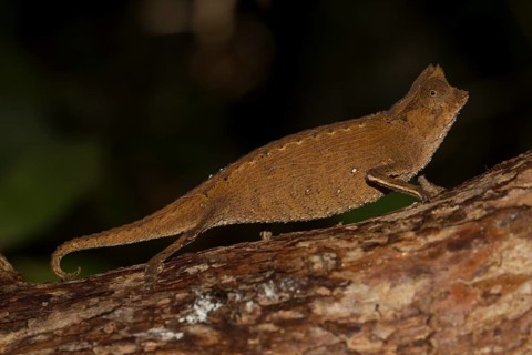 Marojejy leaf chameleon