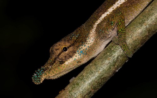 Boettger's chameleon