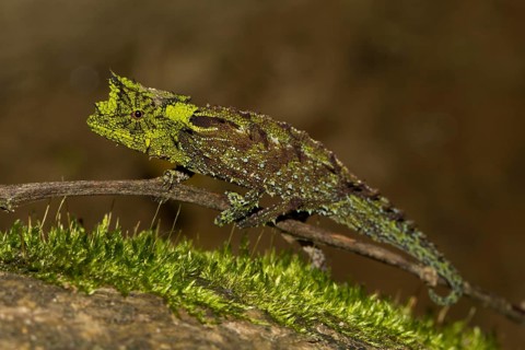 Iaraka river leaf chameleon