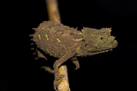 Iaraka river leaf chameleon