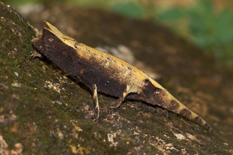 Marojejy leaf chameleon