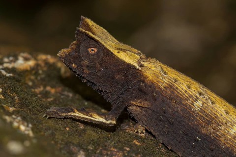 Marojejy leaf chameleon