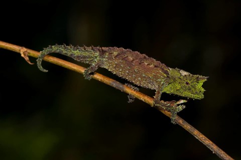 Brookesia vadoni