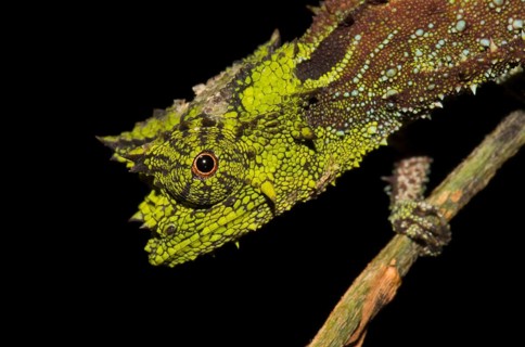 Iaraka river leaf chameleon