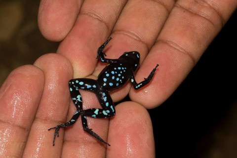 Guibe's mantella